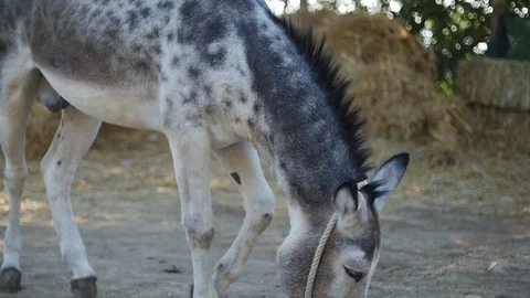 Donkey rolling on the ground slo-mo Vídeos de archivo 119616840