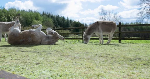 Donkey rolls and stands up Stock Footage 238996196