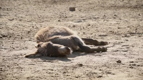 A donkey rolls around in the dust on the ground inside a rural farm enclosure 库存影片 344907127