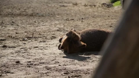 A donkey rolls around in the dust on the ground inside a rural farm enclosure 库存影片 344908226