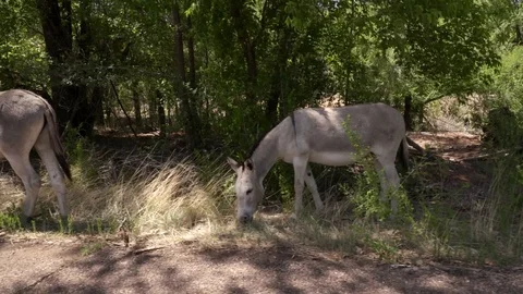 Donkey on the Run Vídeo Stock 97915032