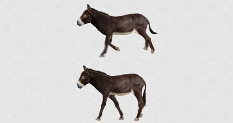 Donkey Running and Walking Stock Footage 194322832