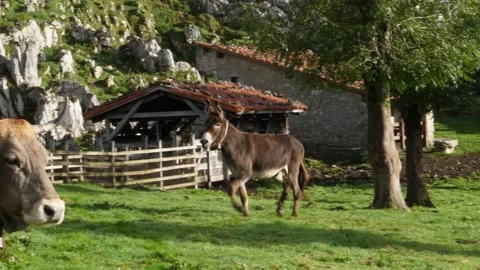 Donkey running Vídeo Stock 137162161