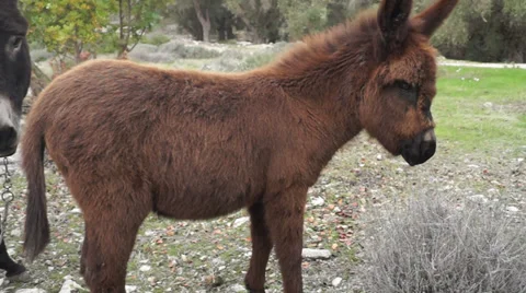 Donkey Runs In The Field Stockbeeldmateriaal 36077067