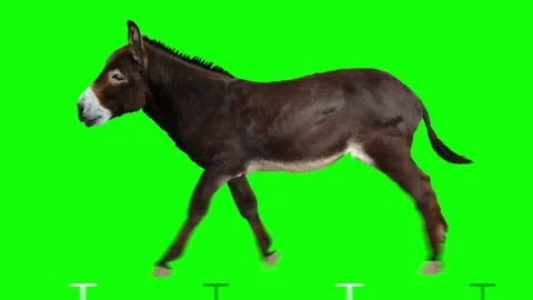 Donkey runs. Green screen. Video stock 93962396