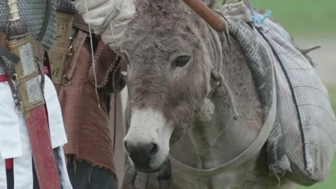 Donkey with sacks in the back standing next to Roman legionaries preparing t Stock Footage 146310775