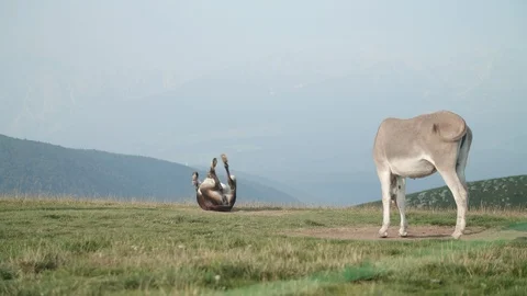 Donkey scratching his back - Cansiglio (IT) - 4k Stock Footage