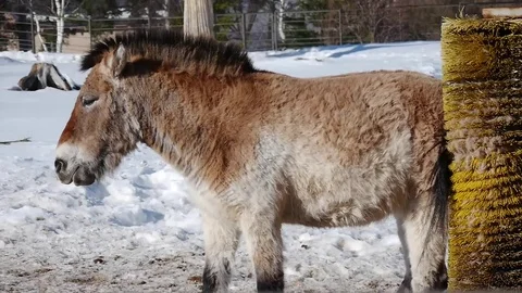 Donkey scratching his itch Video stock 69836035