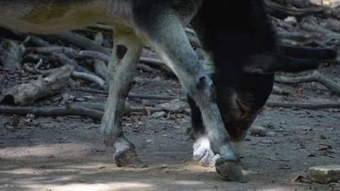 A donkey searching Stock Footage 252157258