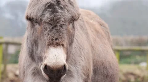 Donkey Sequence (NO AUDIO) Stock Footage