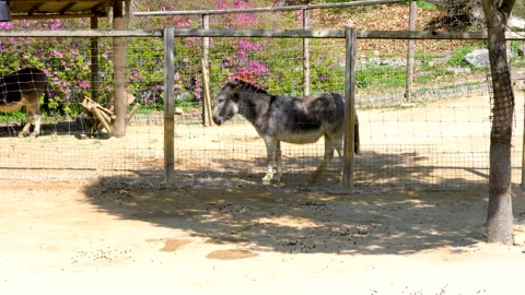 Donkey in the shade of a tree Stockbeeldmateriaal 157323412