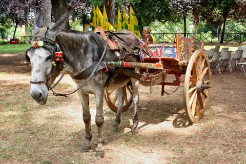Donkey with Sicilian cart 写真素材