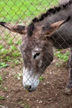 Donkey side of the fence Stock Photos