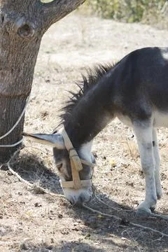 Donkey sideways Foto stock