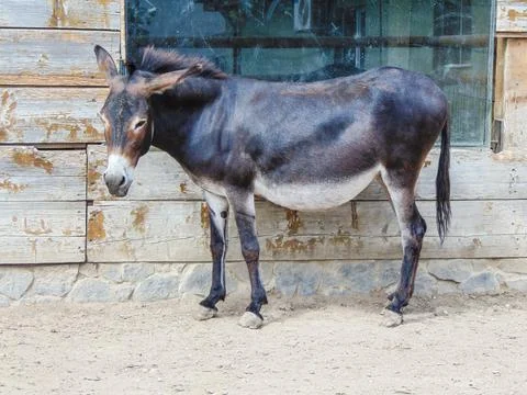 A donkey is sitting. in Romania 写真素材
