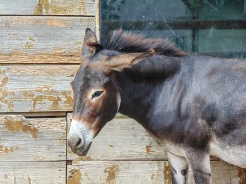 A donkey is sitting. in Romania 写真素材