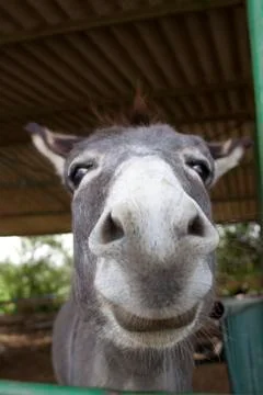 Donkey smile Foto stock