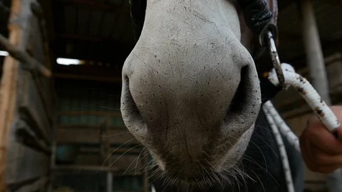 Donkey snout 1 Video stock 119614442