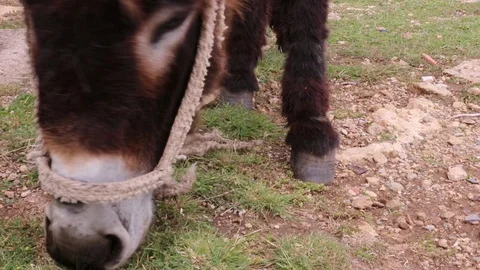 Donkey snout Stock Footage 86767185
