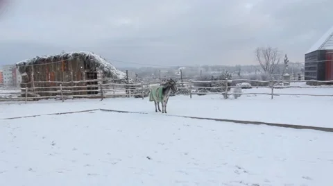 Donkey In Snow Stock Footage 45490900