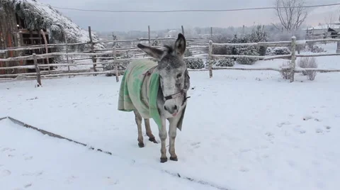 Donkey In Snow Stock Footage 45490927