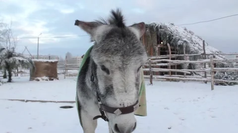 Donkey In Snow Stock Footage 45490940