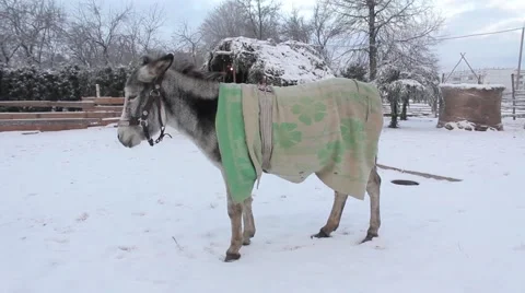 Donkey In Snow Stock Footage 45491028