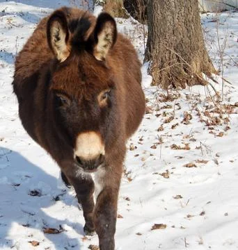 A Donkey In The Snow Stock Photos