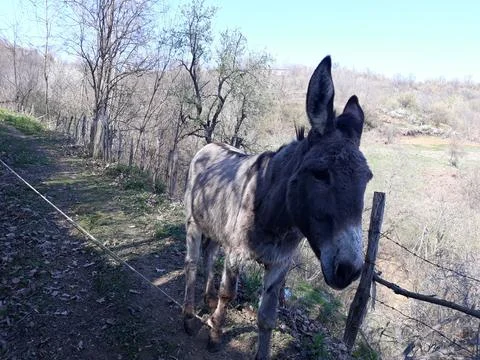 Donkey somewhere Stock Photos