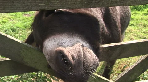 Donkey squeezing head through gate Stock-Footage 40850607