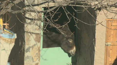 A donkey in a stable on a farm in the developing world. Video stock 38640903