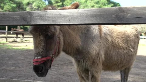 A donkey at a stable Stock Footage 140399065