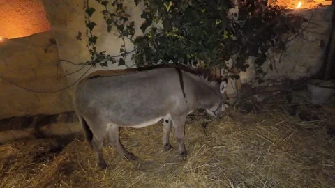 Donkey in a stable Stock-Footage 297576382