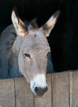 Donkey in Stable Stock Photos
