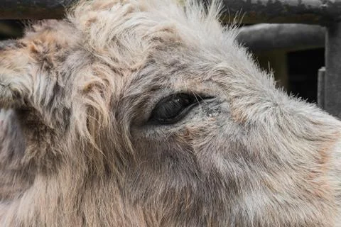 Donkey in the stall. Stock Photos