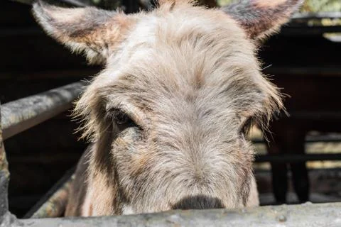 Donkey in the stall. Stock Photos