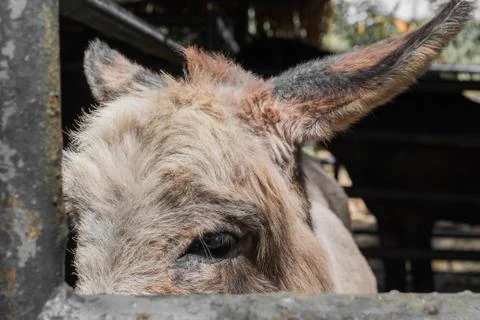Donkey in the stall. Stock Photos