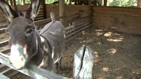 Donkey standing and looking in a paddock. Video stock 236958507