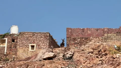 Donkey standing between stone houses in desert mountain village Stock Footage 341838494