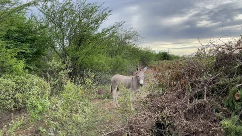 Donkey standing between tropical bushes, waging the tail and moving its ears. Stock Footage 167888570