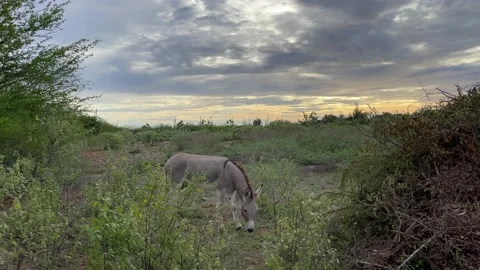 Donkey standing between tropical bushes, eating grass, waging the tail. Stock Footage 168482897