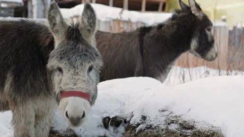 Donkey standing on a Farm and looking at the camera Vídeos de archivo 130304012