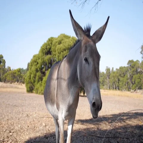 Donkey standing in a farm Stock Footage 69493750