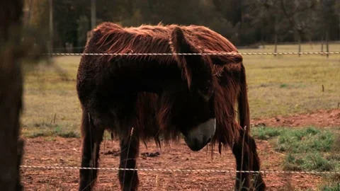 Donkey standing in the field Stock Footage 152187982