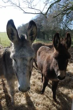 Donkey standing on a meadow Stock Photos
