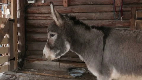 Donkey standing in a paddock and Looking Stock Footage 127023535