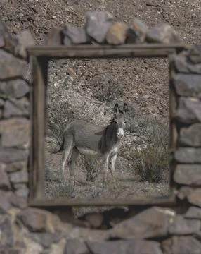 Donkey standing in a park Stock Photos