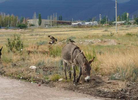 Donkey standing Stock Photos