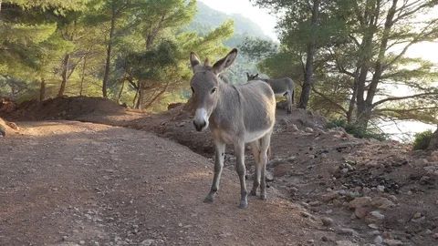 A donkey standing on a road in the mountains. Stock Footage 106158412