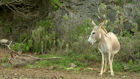 Donkey standing by side of road as Yellow Jeep drives past with Prickly Pear Stock Footage 95600845